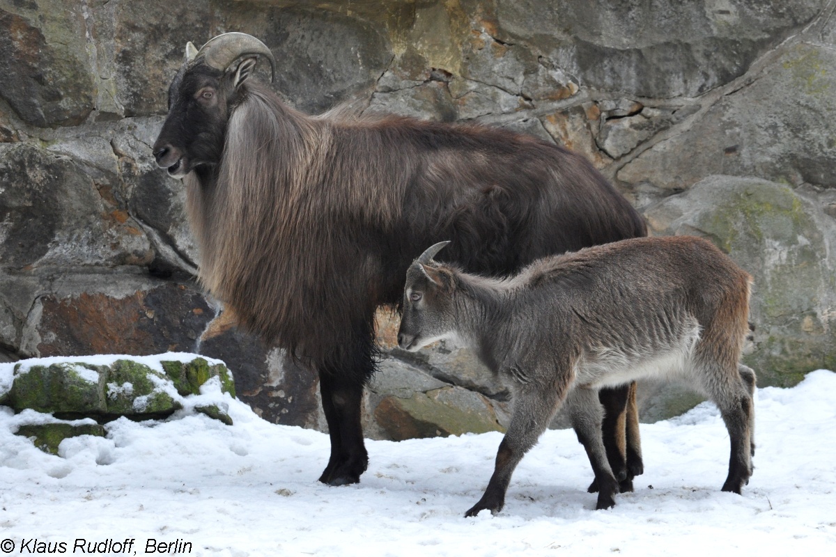 tahr07