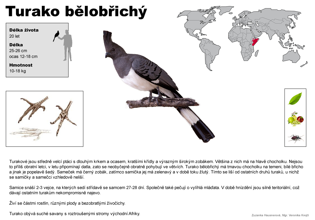 turako belobrichy