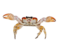 vseznalek encyklopediezvirat krab obecny