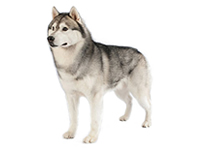 vseznalek encyklopediezvirat sibirsky husky