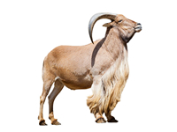 vseznalek encyklopediezvirat tahr
