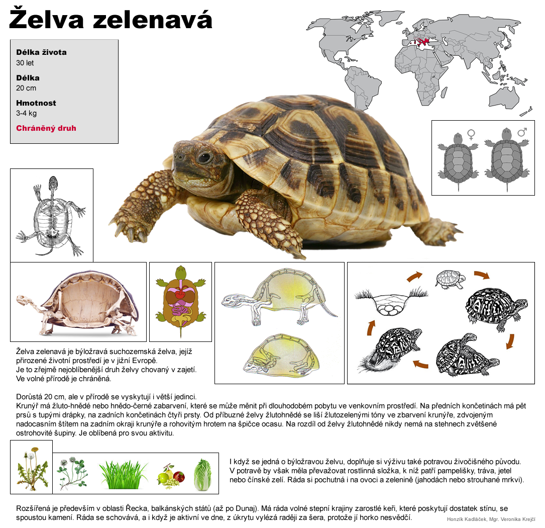zelva zelenava