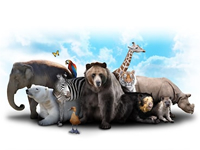 projekty nase zoo